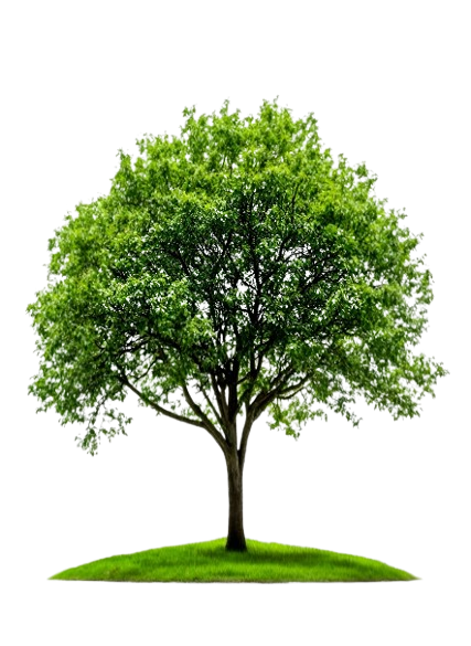 Tree-removebg-preview